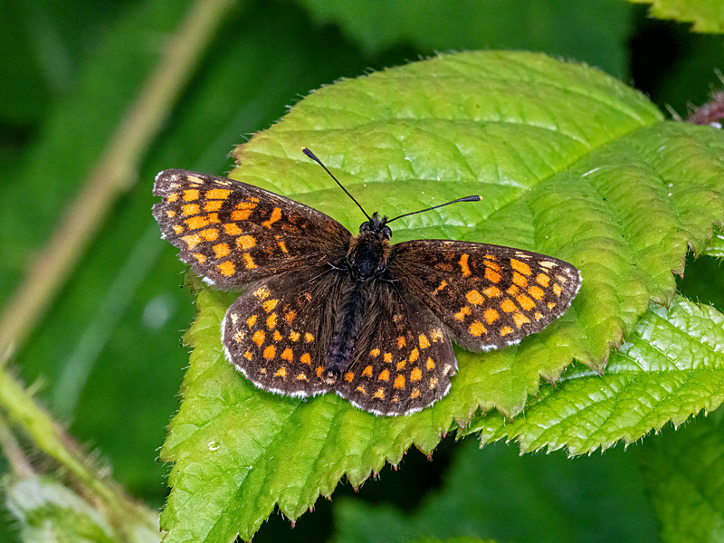 Heath Fritillary - Latest photos