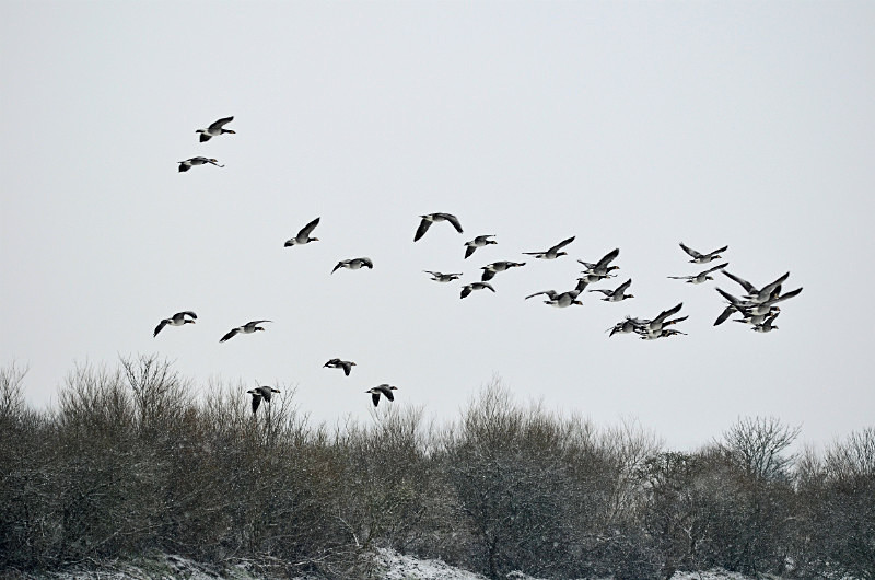 Barnacle Geese - Black geese