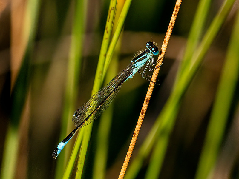 Blue-tailed Damselfly - Latest photos