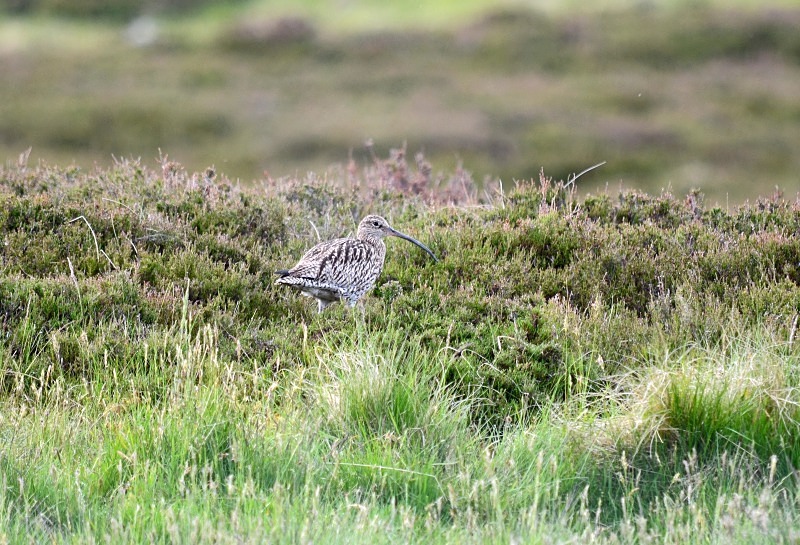 Curlew - Sandpipers