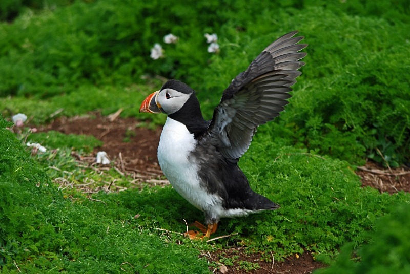 Puffin - Puffins