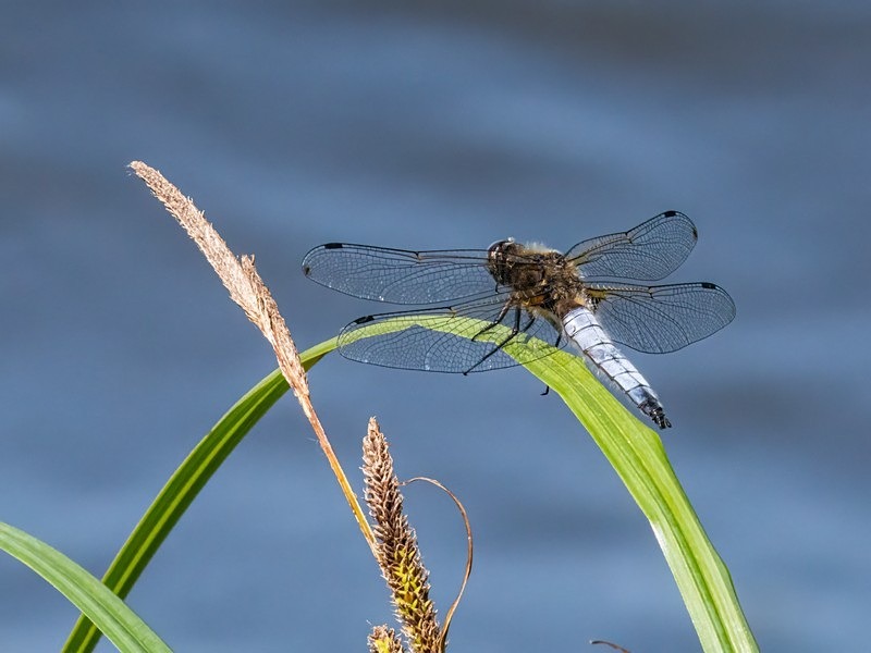 Scarce Chaser - Dragonflies and damselflies