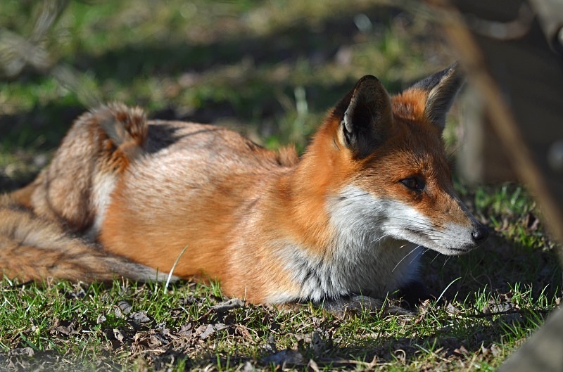 Red Fox - Red Foxes