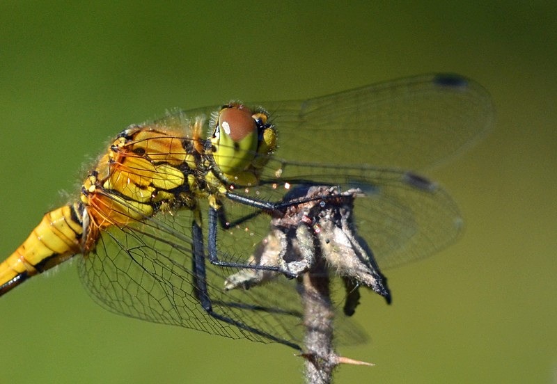 Ruddy Darter - Dragonflies and damselflies