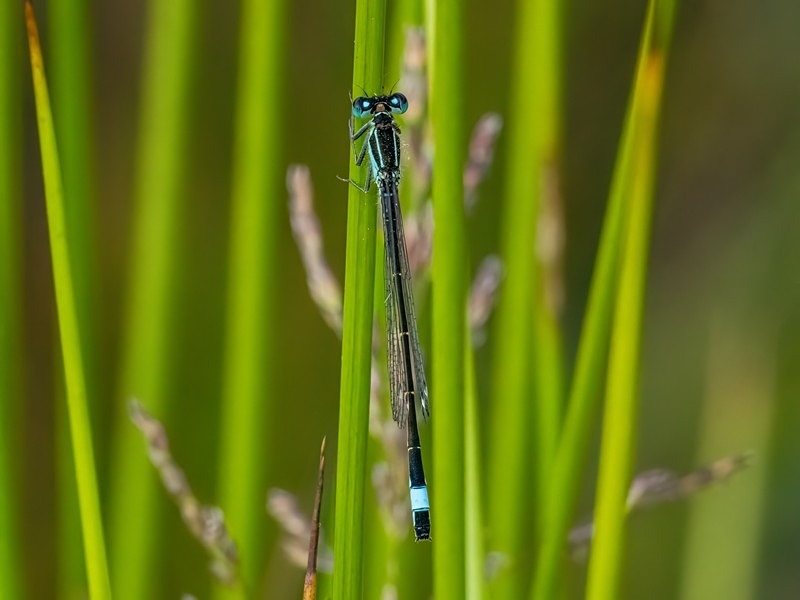 Blue-tailed Damselfly - Dragonflies and damselflies