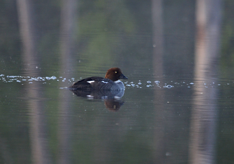 Goldeneye - North east Finland