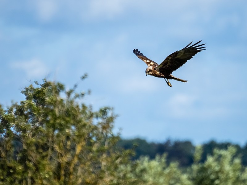 Marsh Harrier - Birds of prey