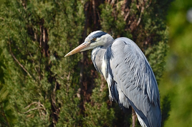 Grey Heron - Herons and egrets