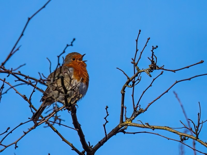 Robin - Robins