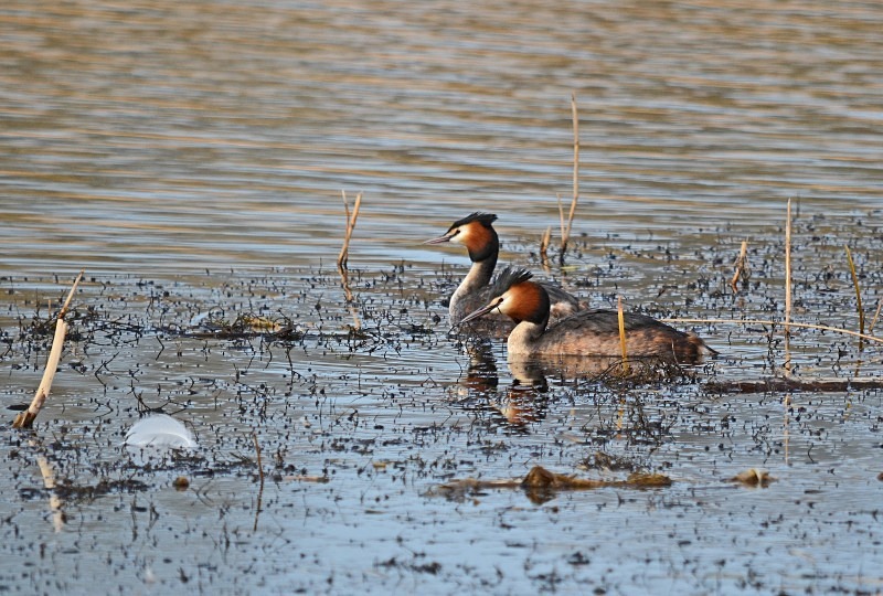 Great Crested Grebes - Grebes