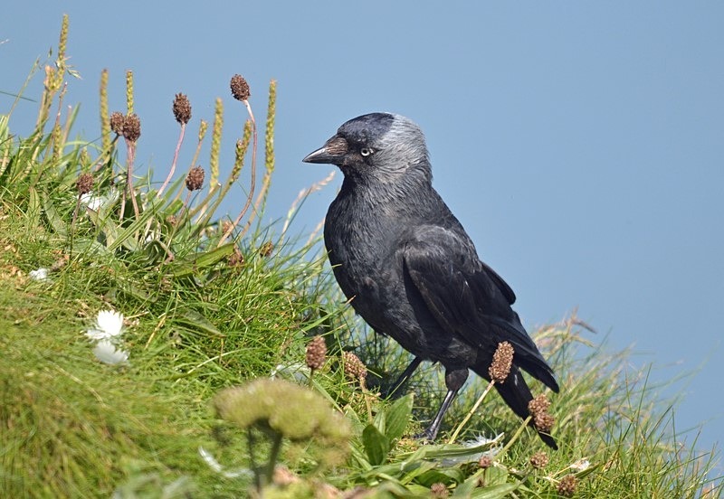 Jackdaw - Crows