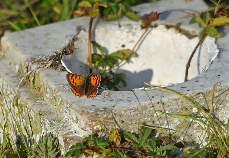 Small Copper - Butterflies