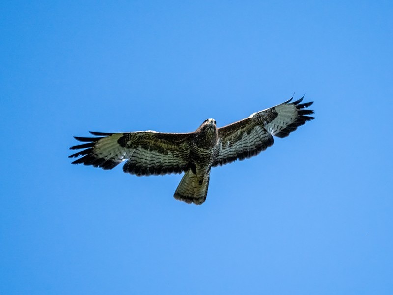 Common Buzzard - Birds of prey