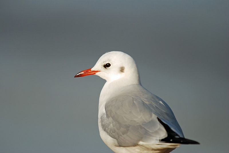 Black-headed Gull - Gulls