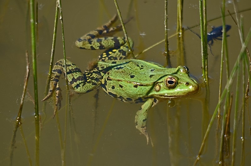 Marsh Frog - Slovakia