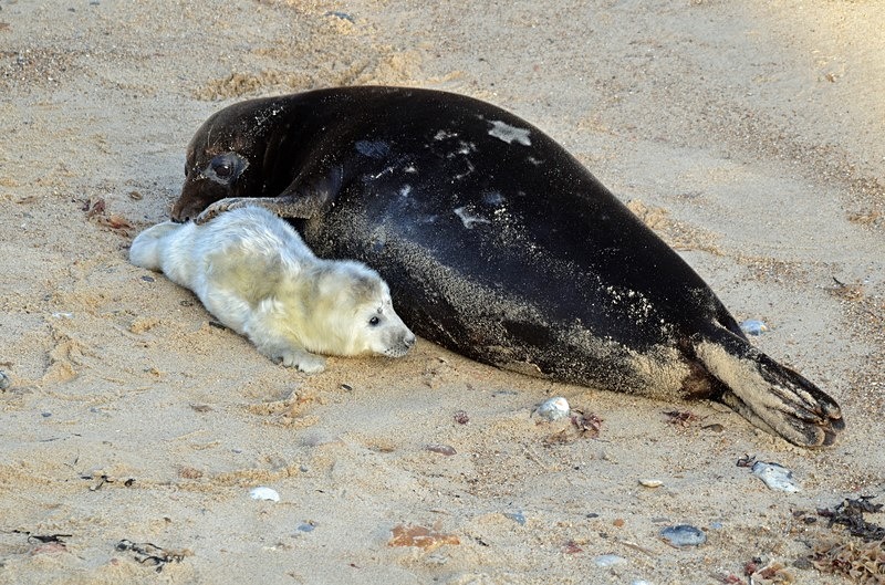 Atlantic Grey Seals - Atlantic Grey Seals