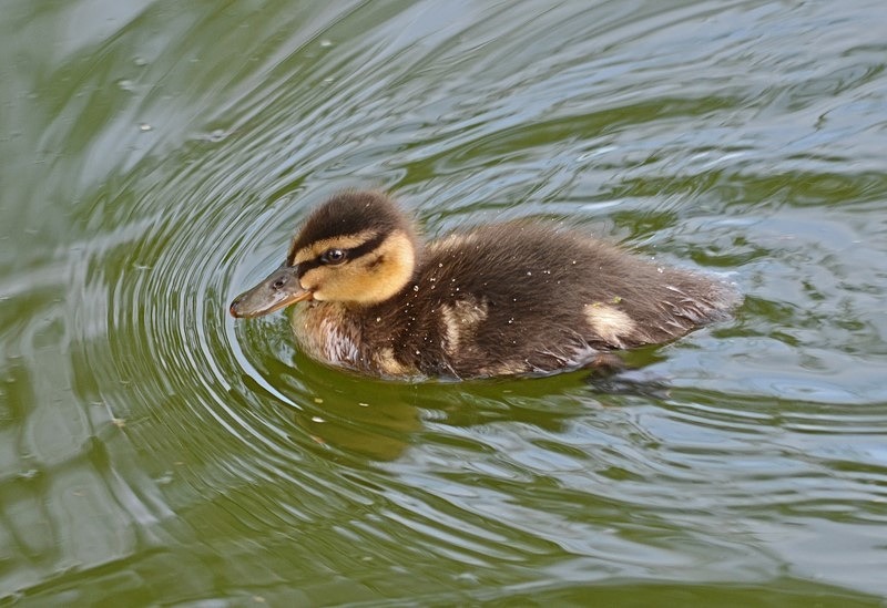 Mallard duckling - Dabbling ducks