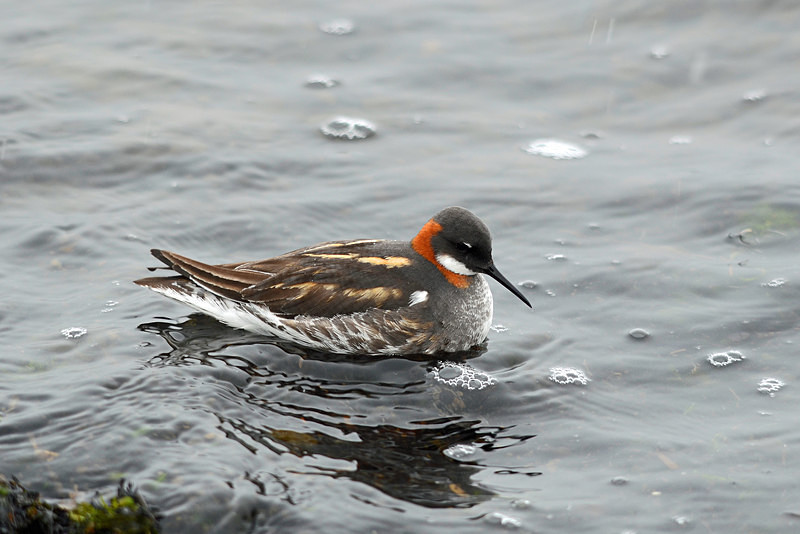 Red-necked Phalarope - North east Iceland