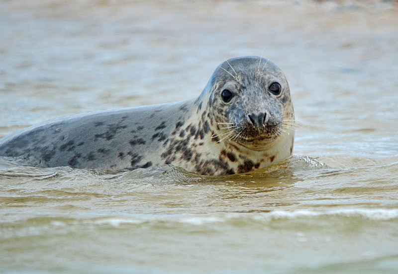 Common Seal - Common Seals