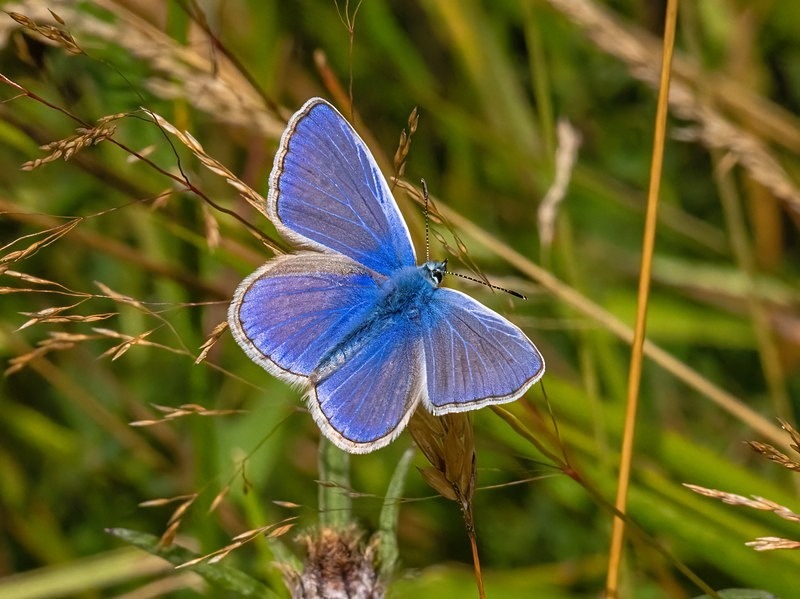 Common Blue - Butterflies