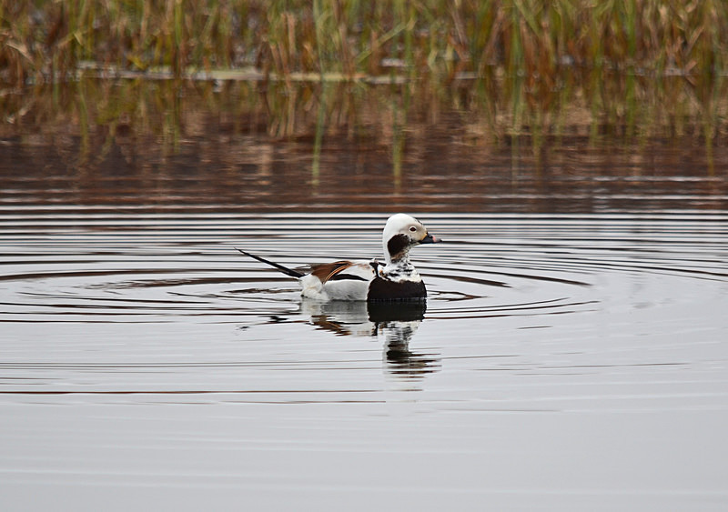 Long-tailed Duck - North east Iceland