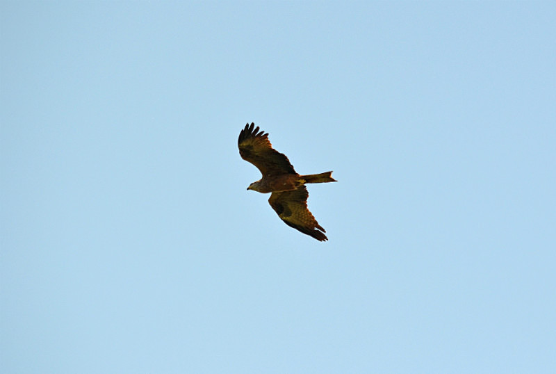 Black Kite - Central Macedonia