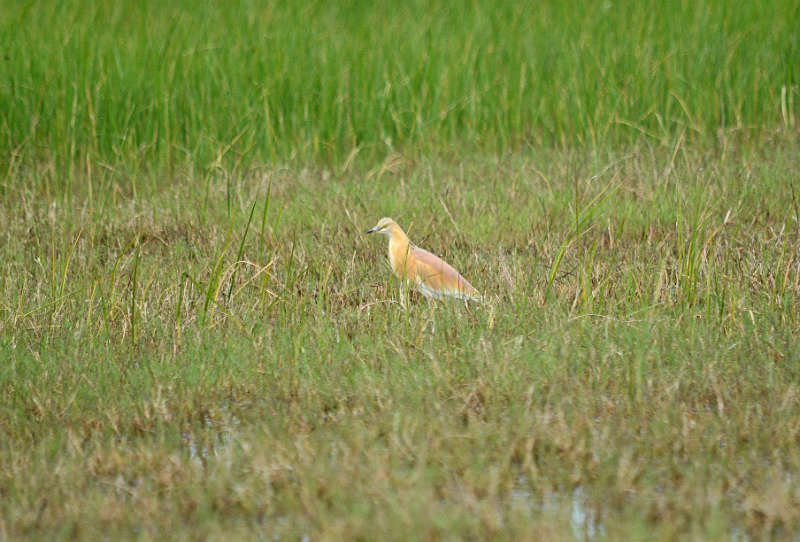 Squacco Heron - East Macedonia and Thrace