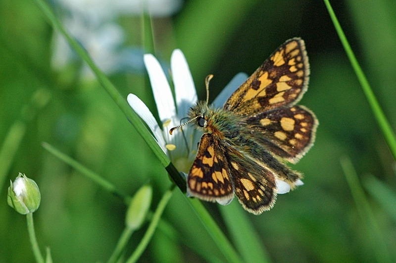 Chequered Skipper - Butterflies