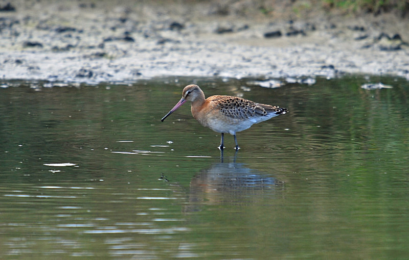 Black-tailed Godwit - Sandpipers