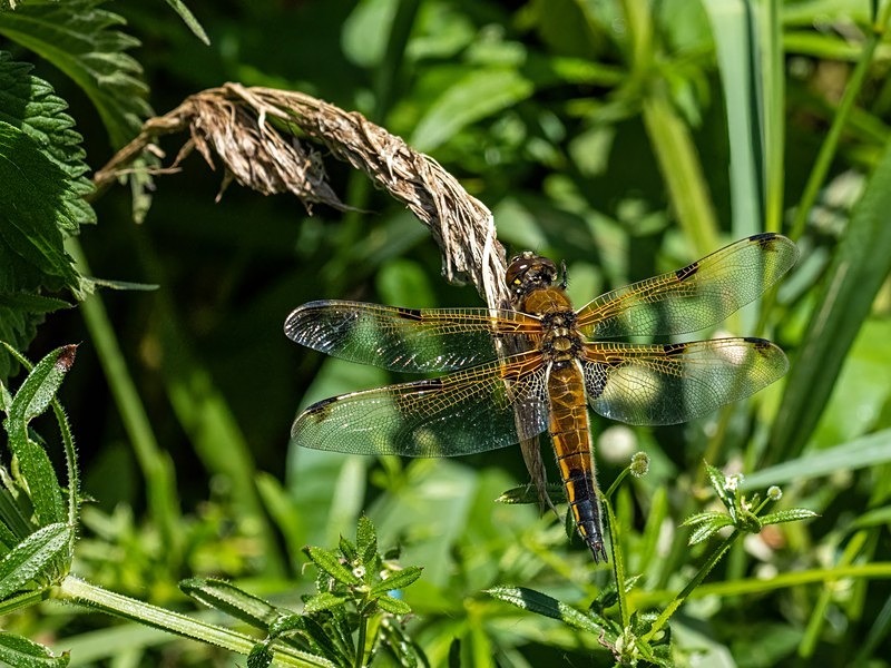 Four-spotted Chaser - Dragonflies and damselflies