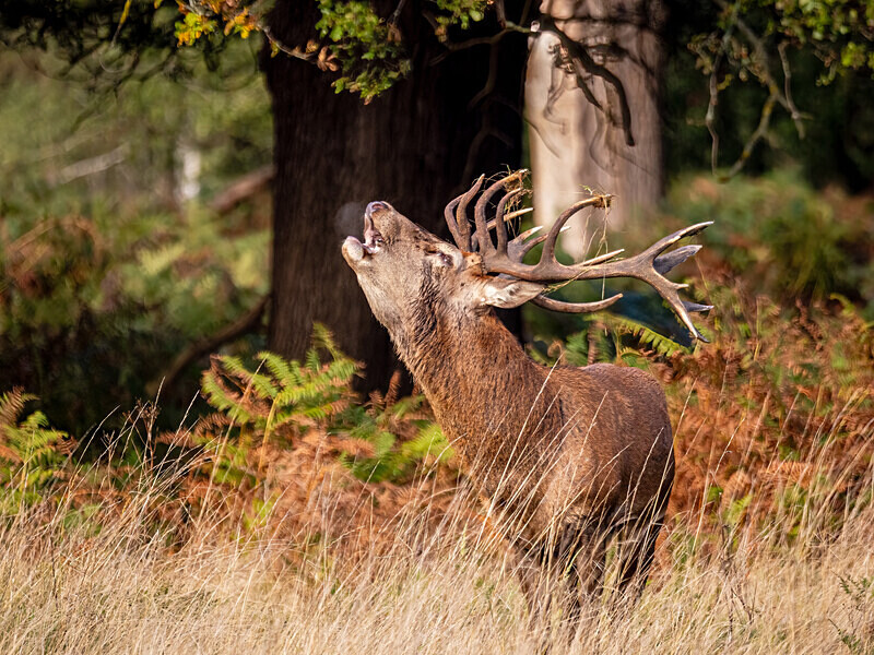 Red Deer - Latest photos