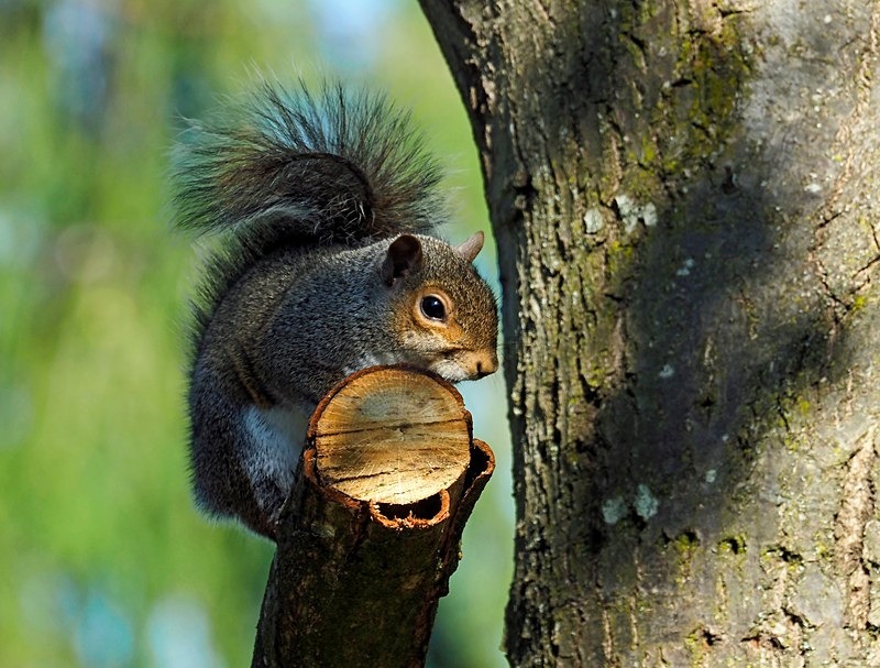 Grey Squirrel - Grey Squirrels