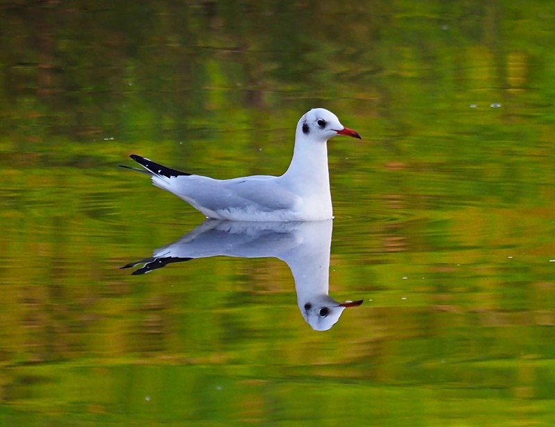 January 2022 - Black-headed Gull - Photos of the month