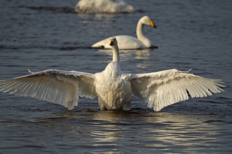 Whooper Swan - Whooper and Bewick's Swans