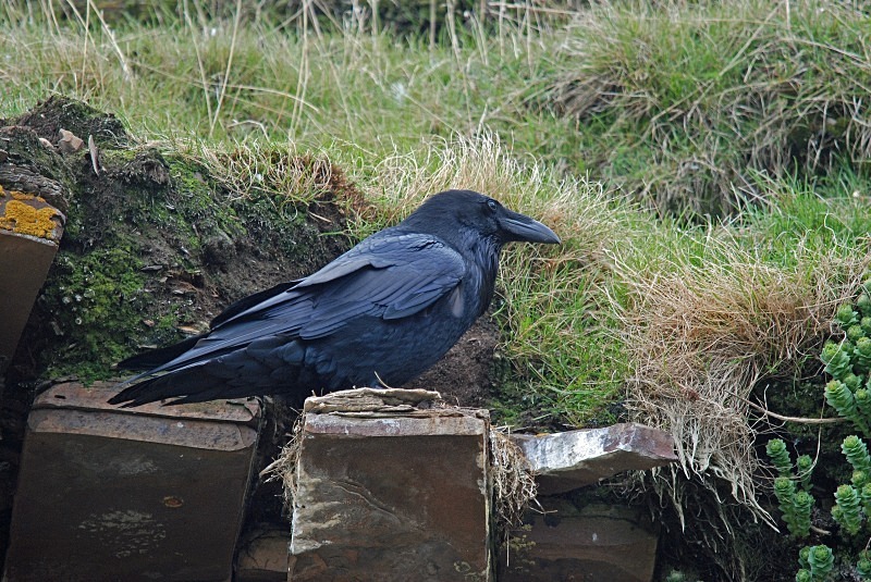 Raven - North Finland and north Norway - May and June 2009
