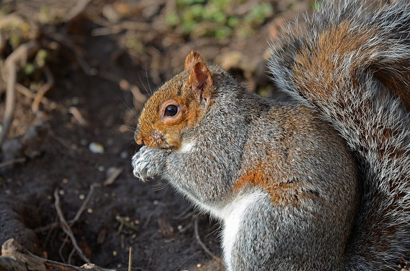 Grey Squirrel - Grey Squirrels