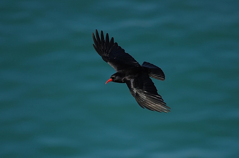 May 2010 - Chough - Photos of the month