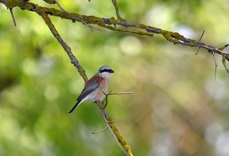 Red-backed Shrike - Bulgaria