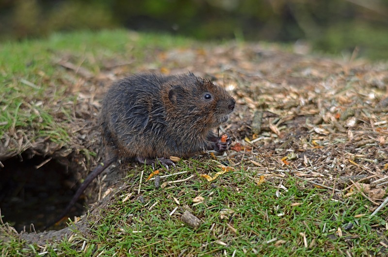 Water Vole - Water Vole