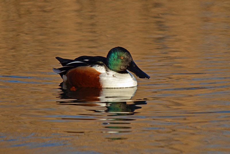 Shoveler - Dabbling ducks