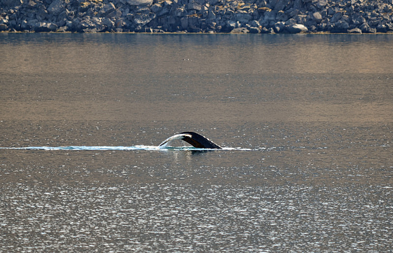 Humpback Whale - Westfjords