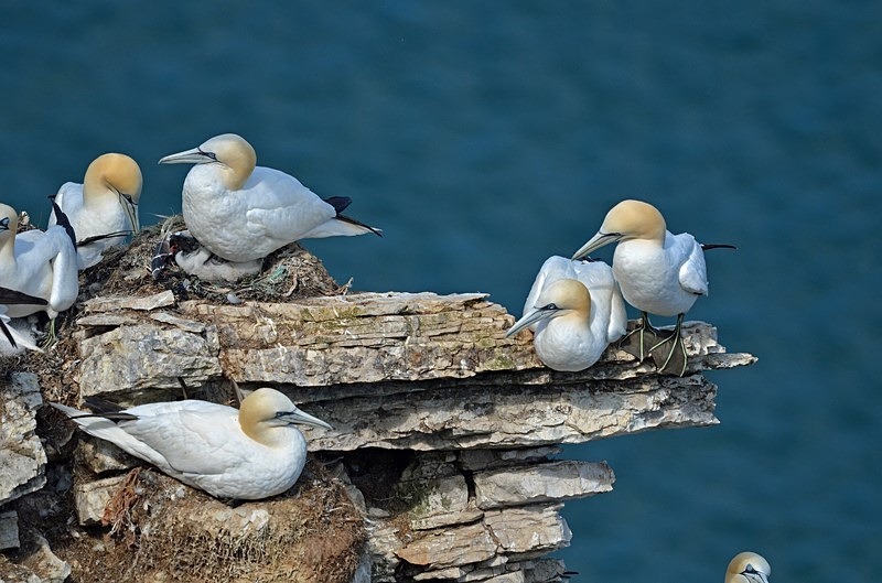 Gannets - Gannets