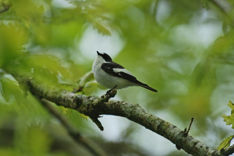 Pied Flycatcher - Flycatchers