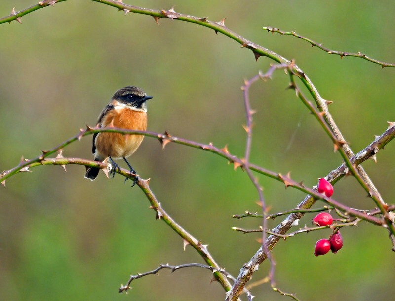 Stonechat - Chats