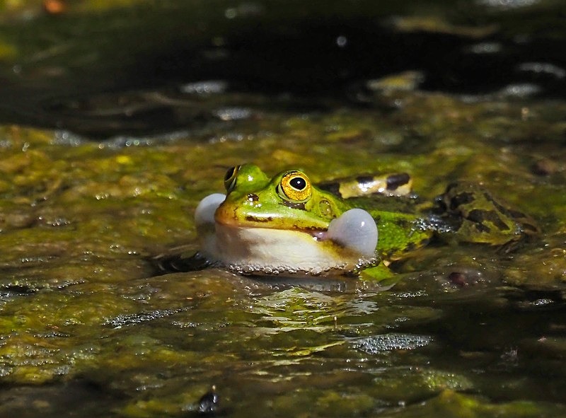 Edible Frog - Frogs and toads