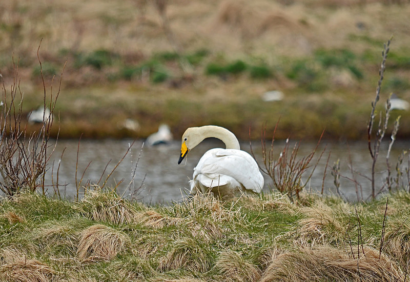 Whooper Swan - North east Iceland
