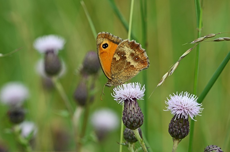 Gatekeeper - Butterflies