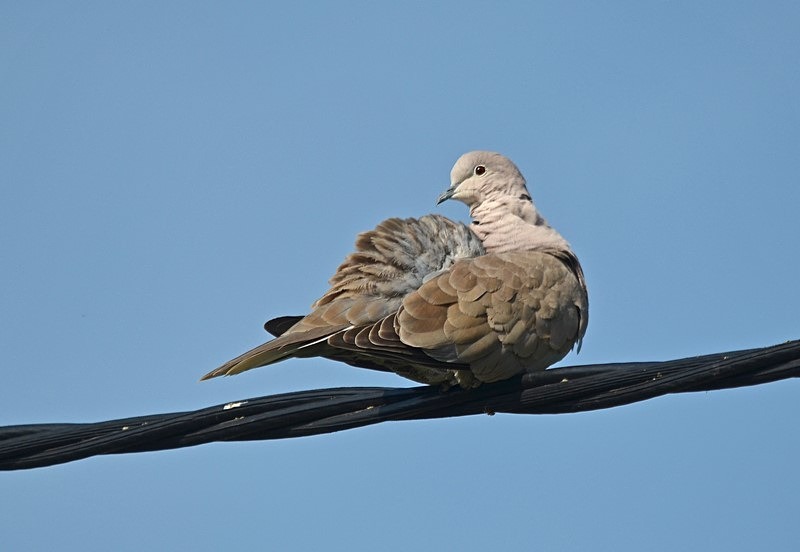 Collared Dove - Pigeons and doves