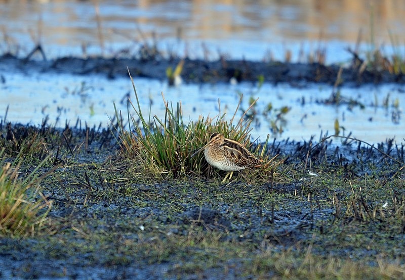 Common Snipe - Snipes and woodcocks