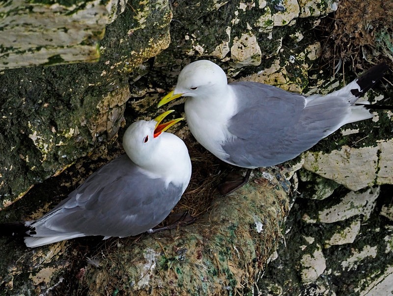 Kittiwakes - Gulls